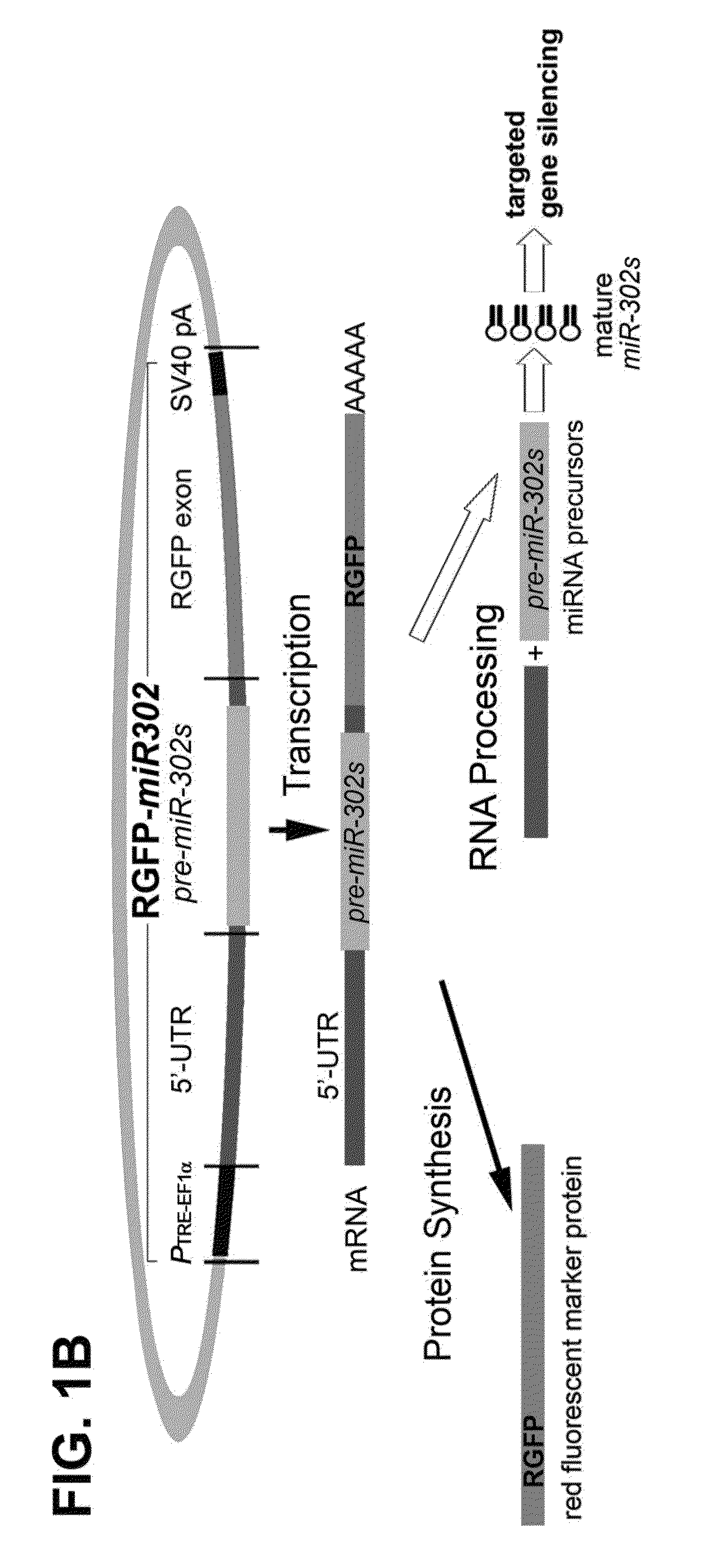 Inducible Gene Expression Composition for Using Eukaryotic Pol-2 Promoter-Driven Transcription in Prokaryotes and the Applications Thereof