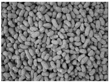 Formula and method for producing ceramsite by taking waste incineration fly ash as main body