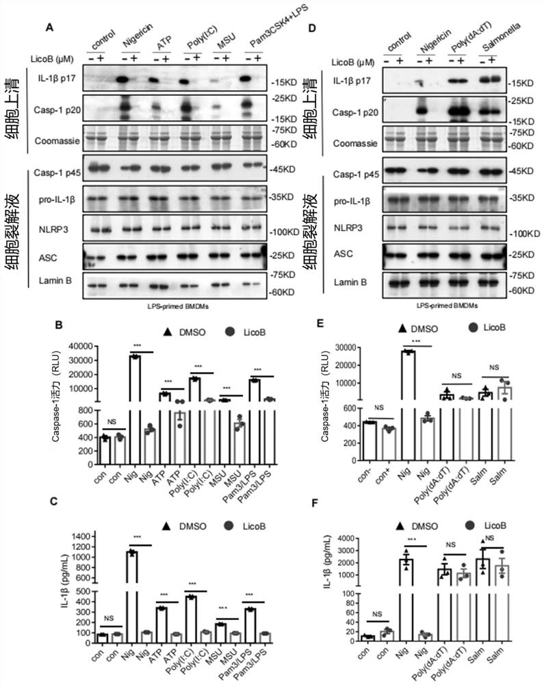 Application of licochalcone B in preparation of medicine for preventing and treating NLRP3-mediated diseases
