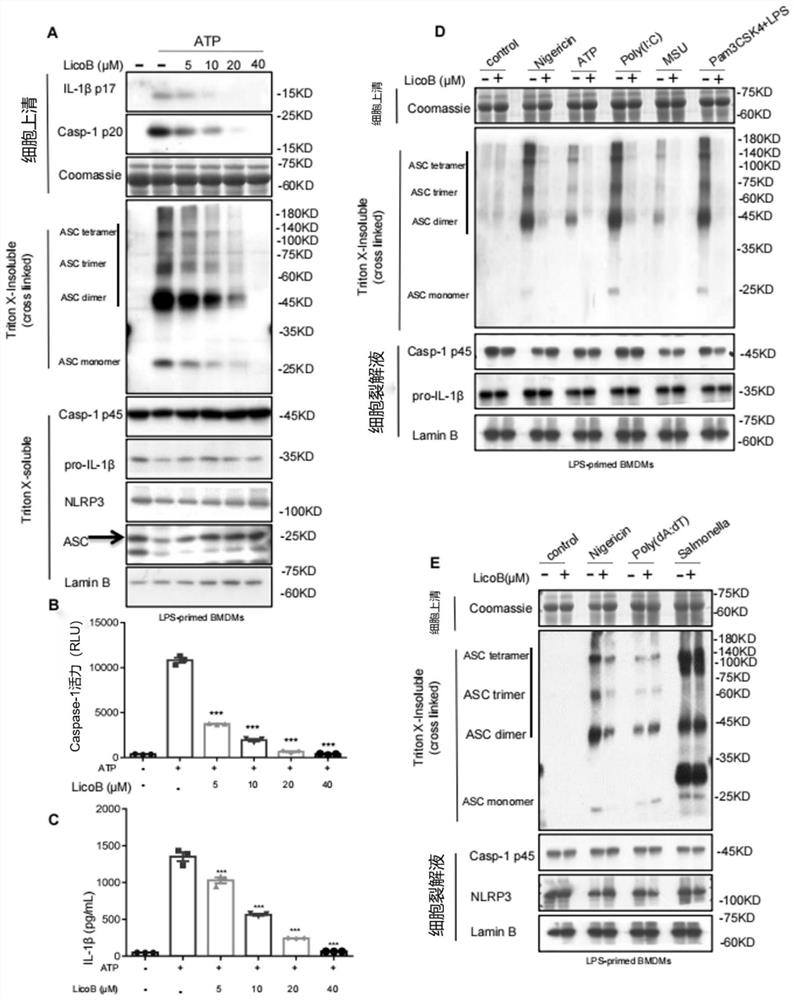 Application of licochalcone B in preparation of medicine for preventing and treating NLRP3-mediated diseases