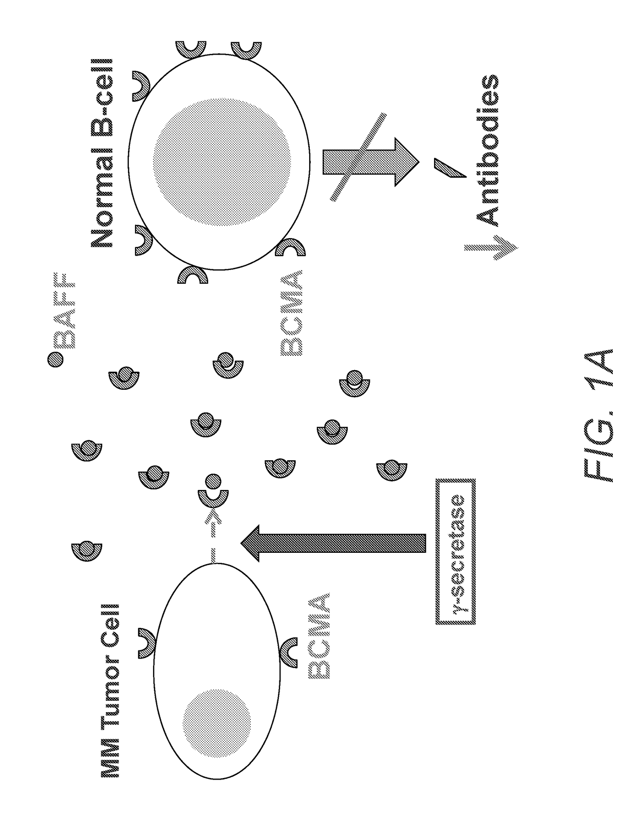 Gamma secretase modulators for the treatment of immune system dysfunction