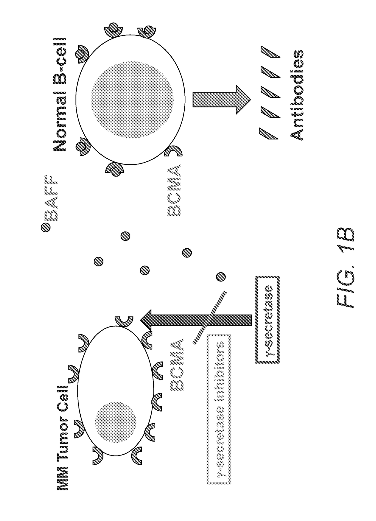 Gamma secretase modulators for the treatment of immune system dysfunction