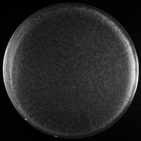 A phage capable of lysing bovine Streptococcus agalactiae and its application