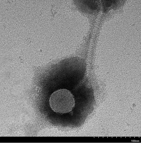 A phage capable of lysing bovine Streptococcus agalactiae and its application