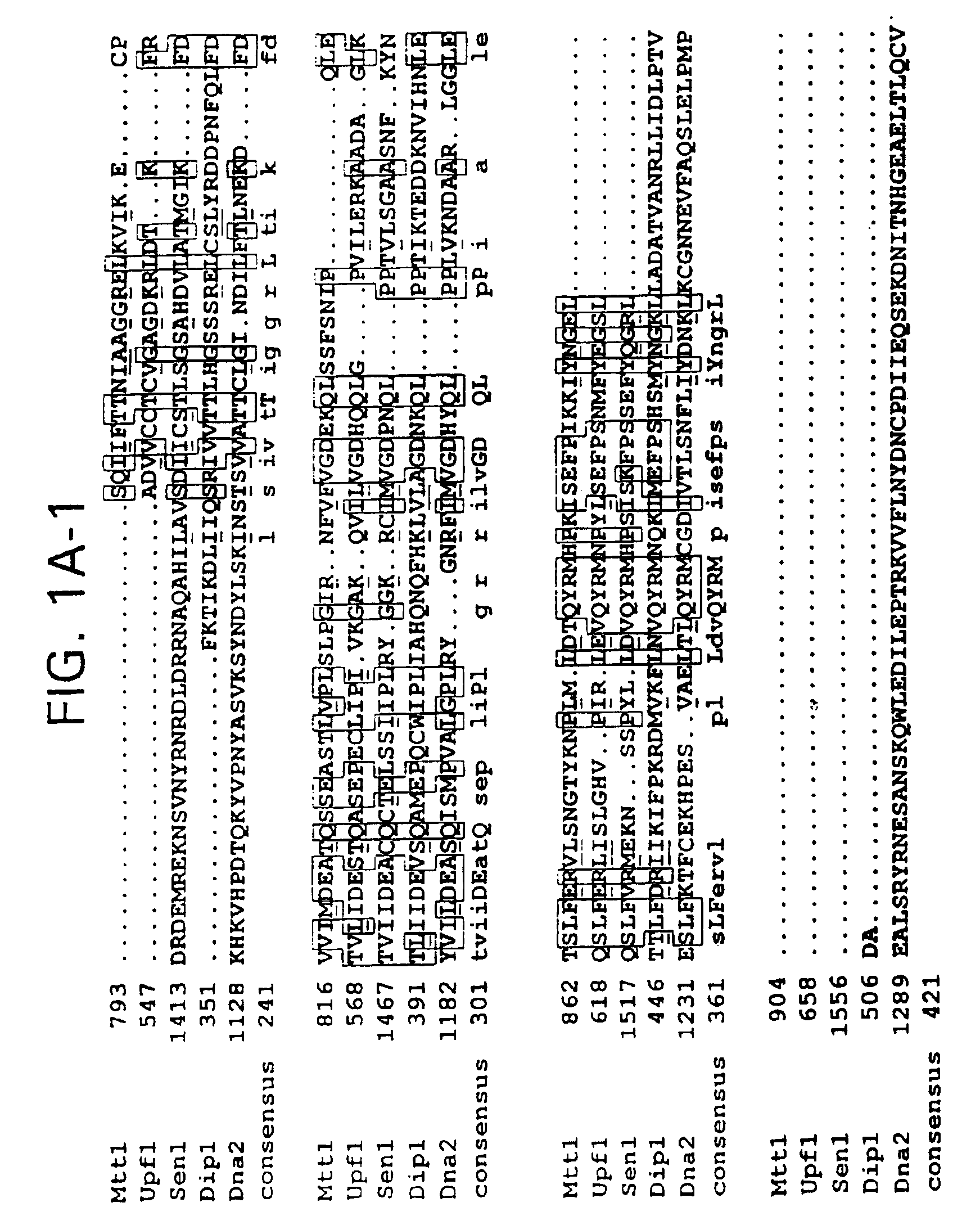 Subfamily of RNA helicases which are modulators of the fidelity of translation termination and uses thereof