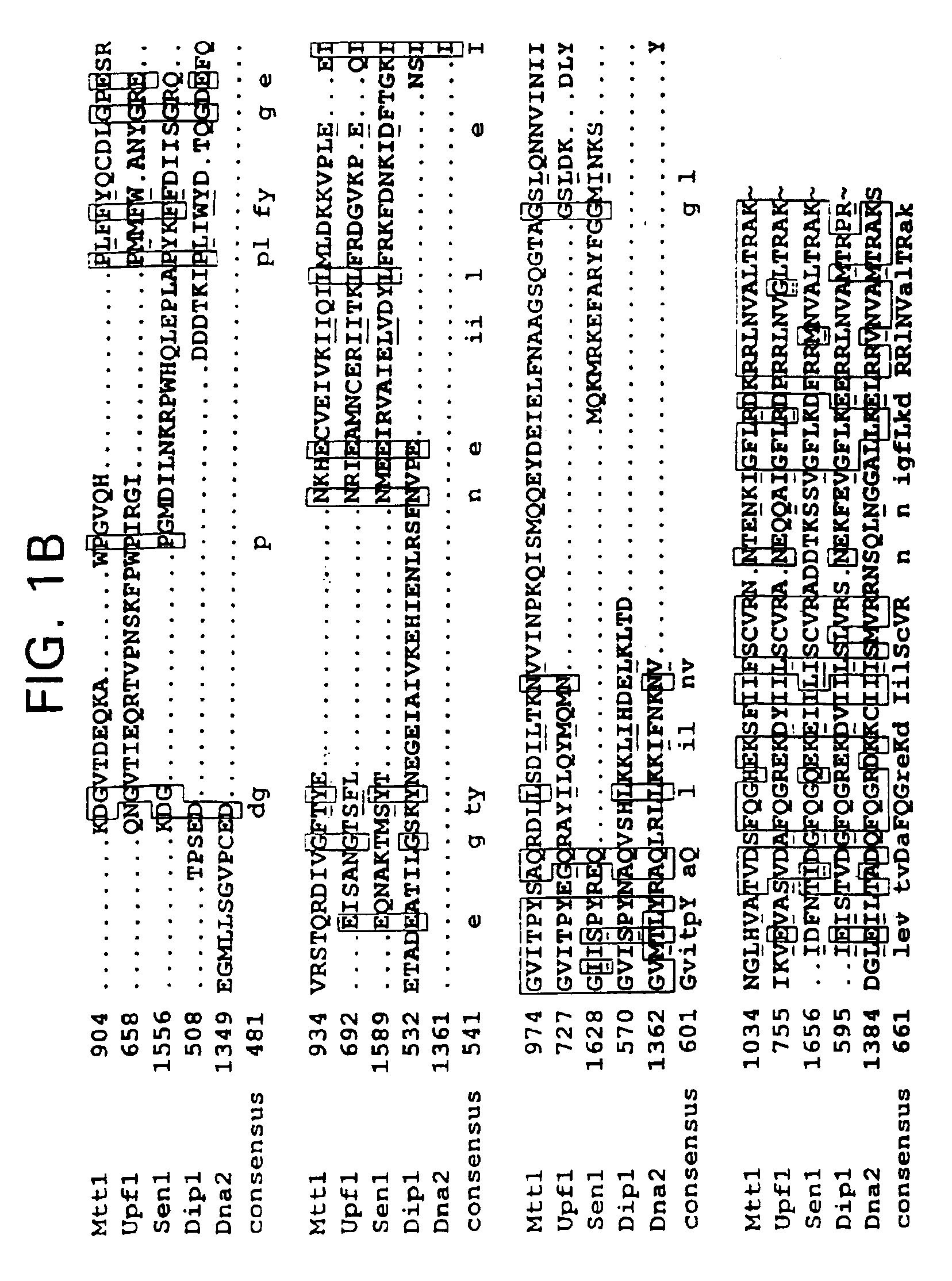 Subfamily of RNA helicases which are modulators of the fidelity of translation termination and uses thereof