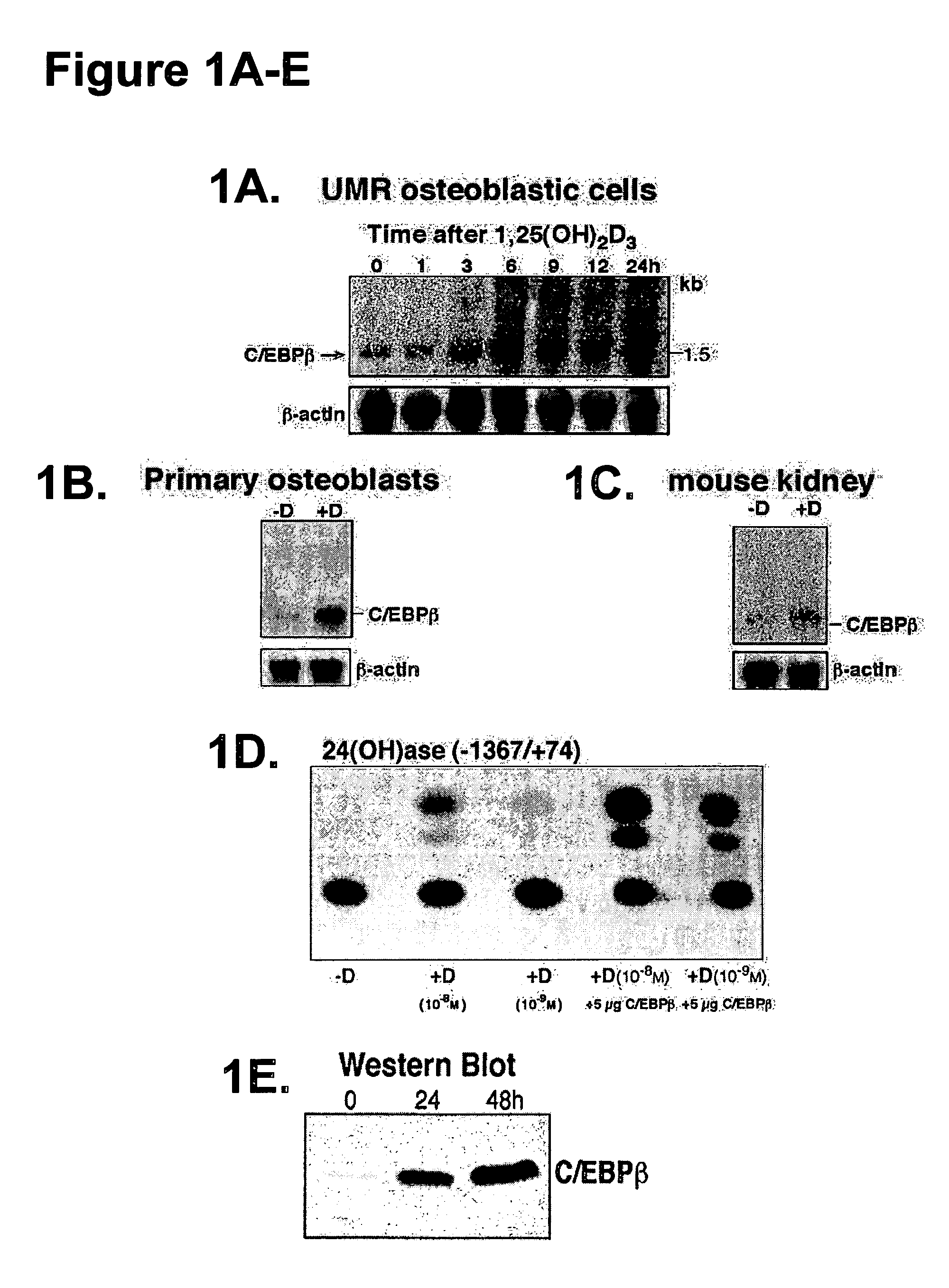 Method for the treatment of vitamin D related disease