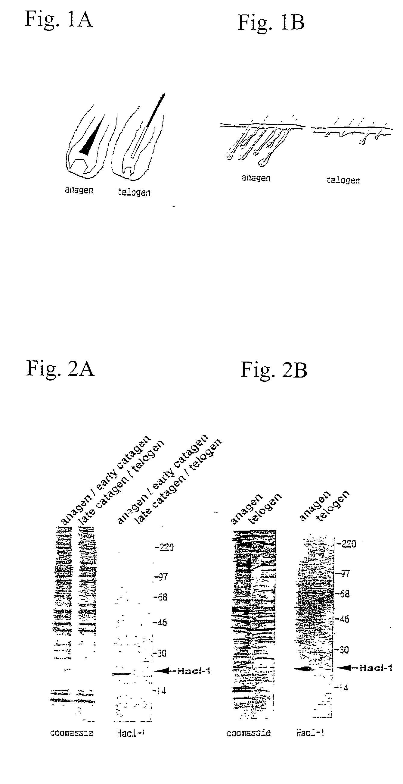 Method for screening a substance having promoting activity on hair growth