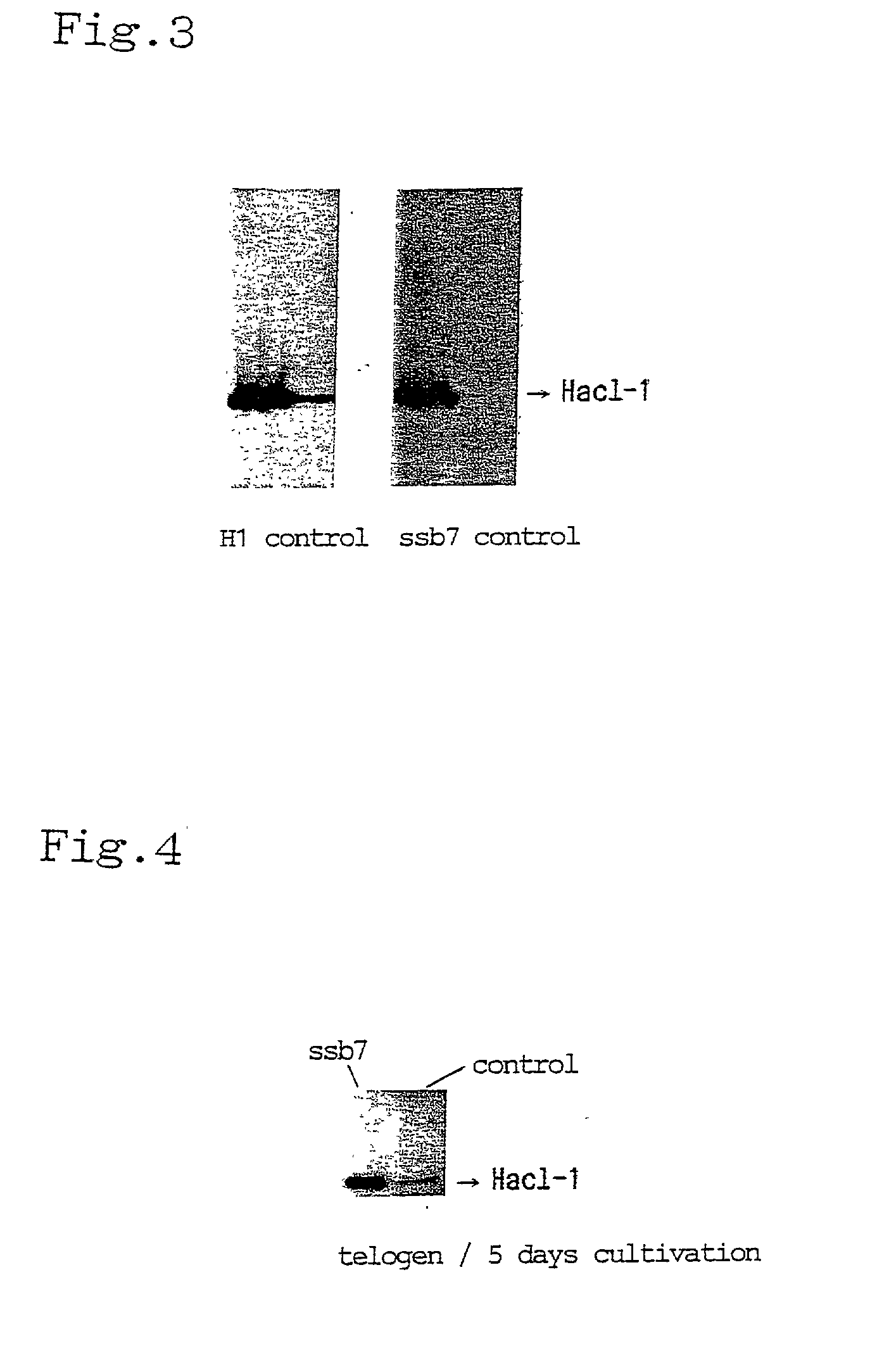 Method for screening a substance having promoting activity on hair growth