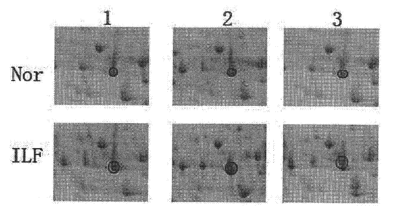 Application of nadh dehydrogenase flavoprotein 2 in the preparation and detection of drugs