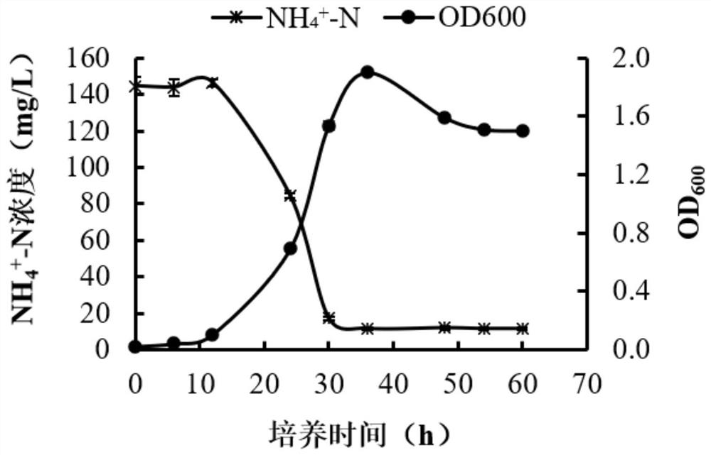 A kind of sea bacillus with denitrification function and its application