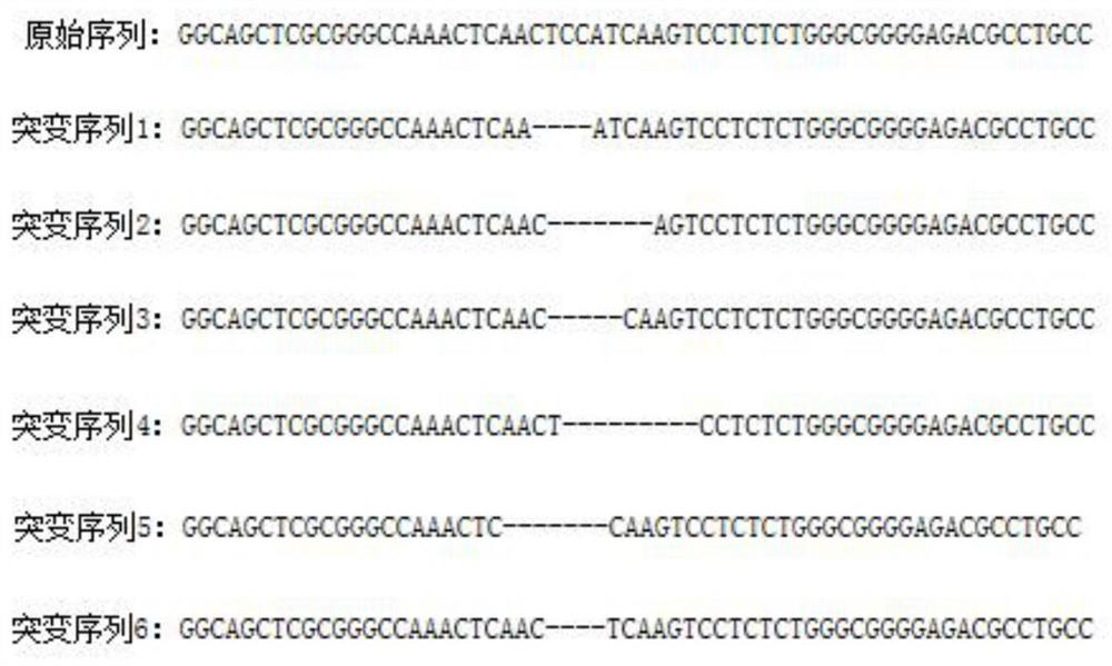 A kind of crispr/cas gene editing system and its preparation method and application