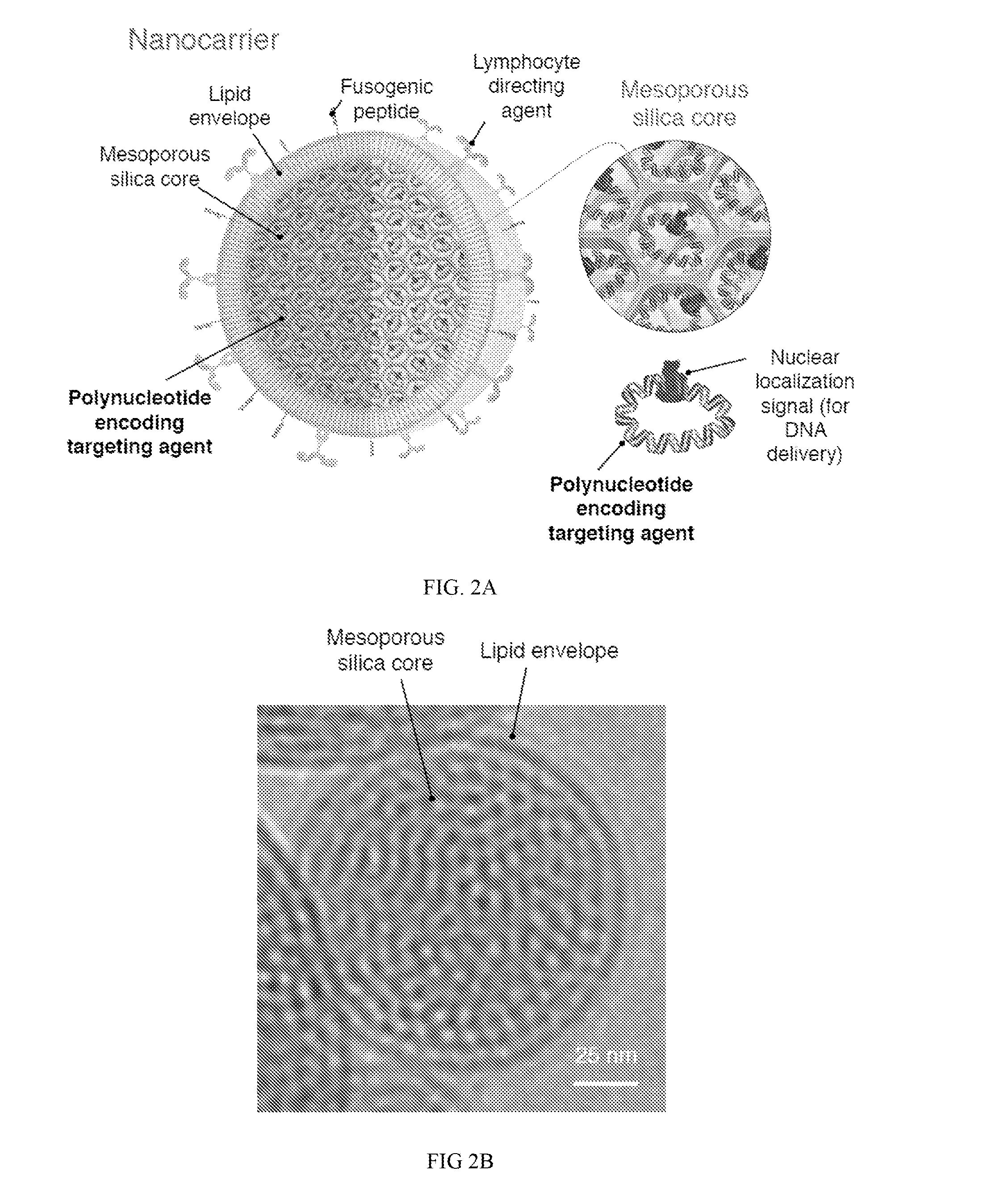 Compositions and methods to modify cells for therapeutic objectives