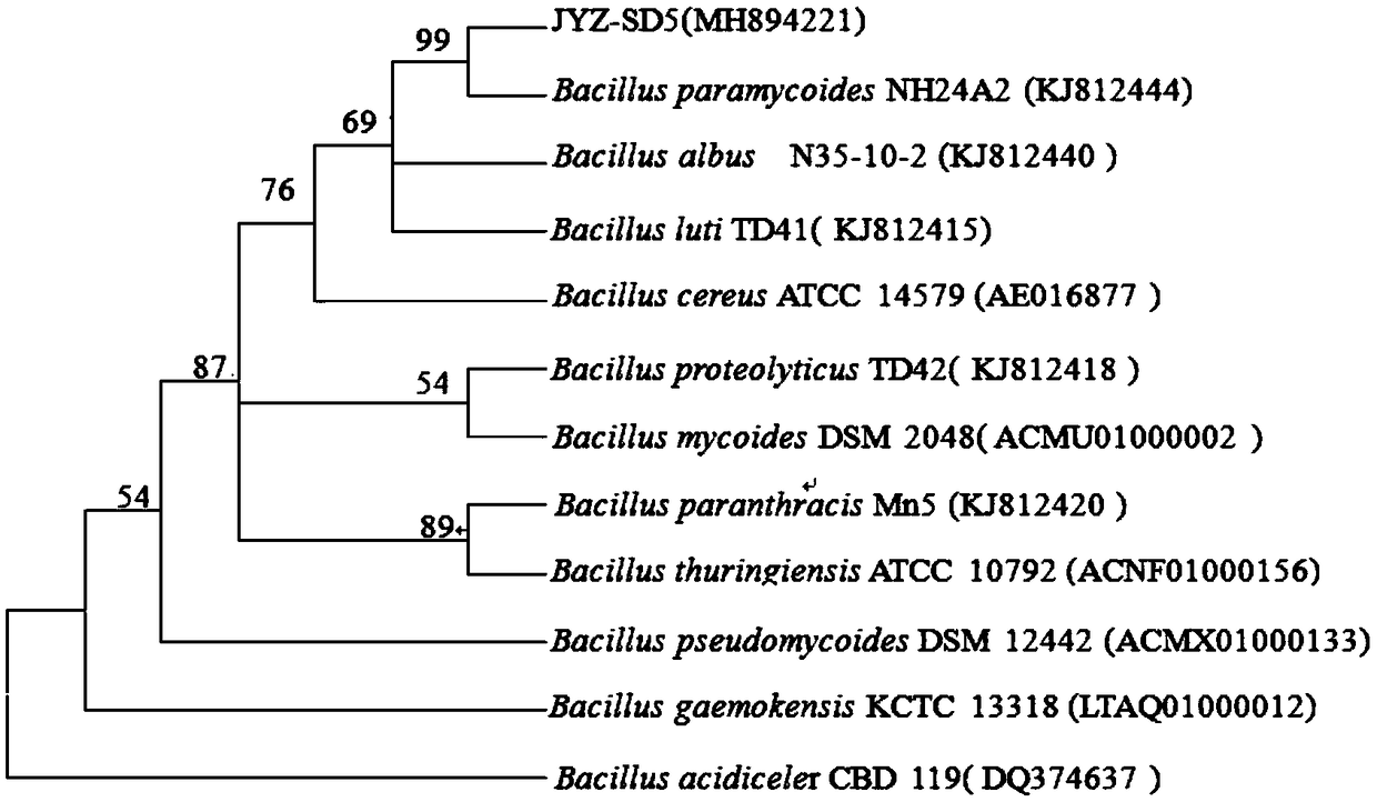 Forest tree rhizosphere bacteria Bacillus paramycoides JYZ-SD5 and application thereof
