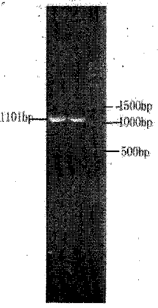 Nitrile degradation biofilm formed genetically engineered bacterium and application of genetically engineered bacterium in nitrile-containing wastewater treatment