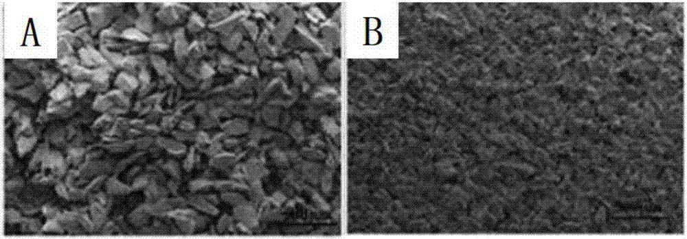 Ozone micro-bubble generator for degrading pesticides and preparation method therefor