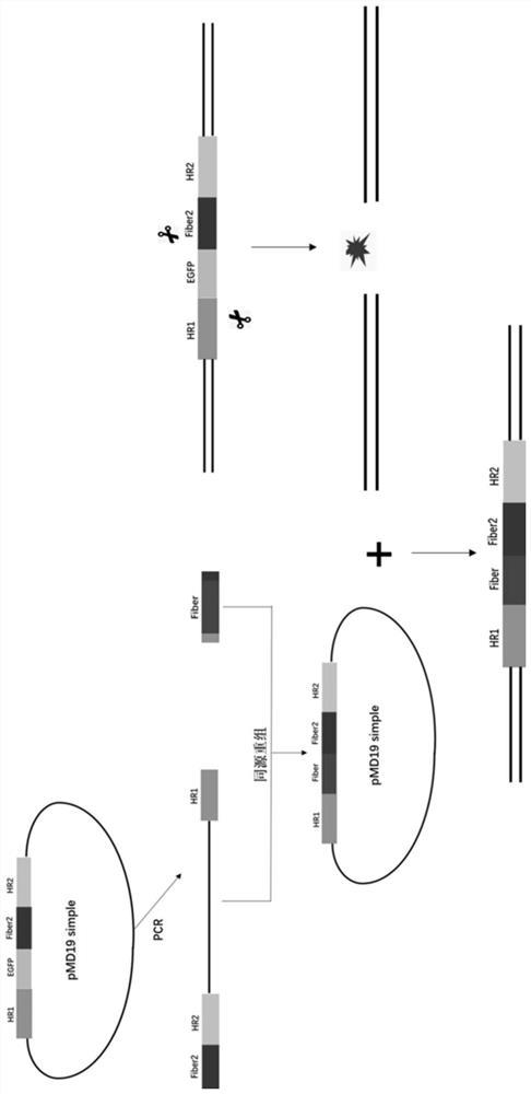 Recombinant serum type-4 fowl adenovirus for expressing serum type-8 fowl adenovirus spike protein and a preparation method thereof