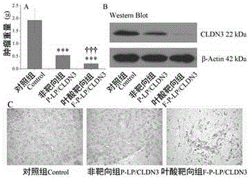Targeting liposome for interfering expression of Claudin3 gene