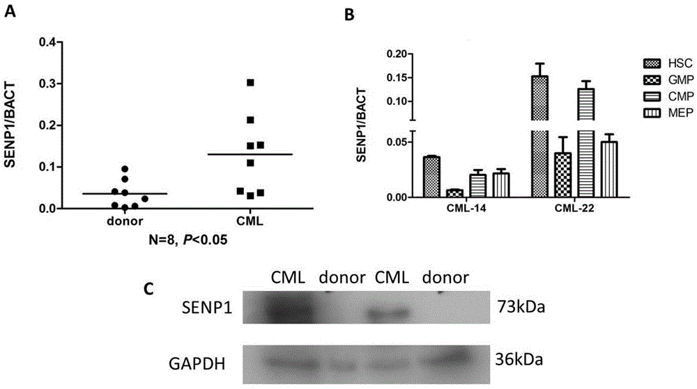 SENP1 protein inhibitor and use thereof