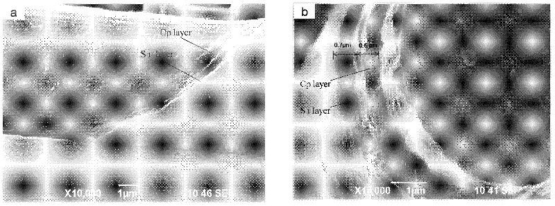 Carbon fiber surface C/Si composite coating and preparation method thereof