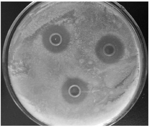 A kind of Enterococcus faecium producing bacteriocin and its application