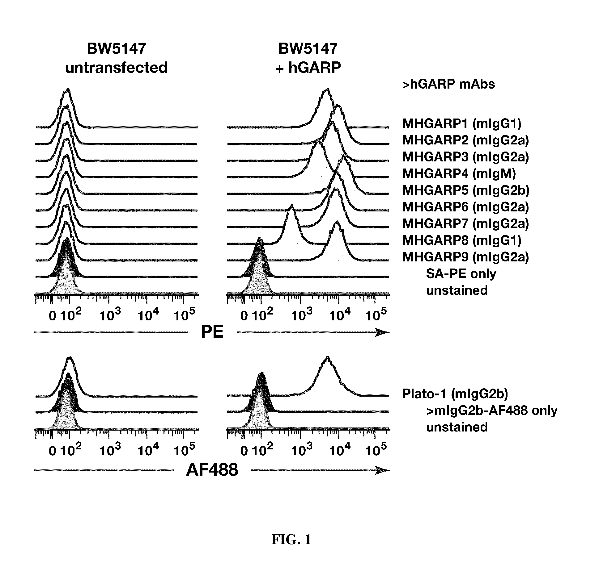 Anti-garp protein and uses thereof