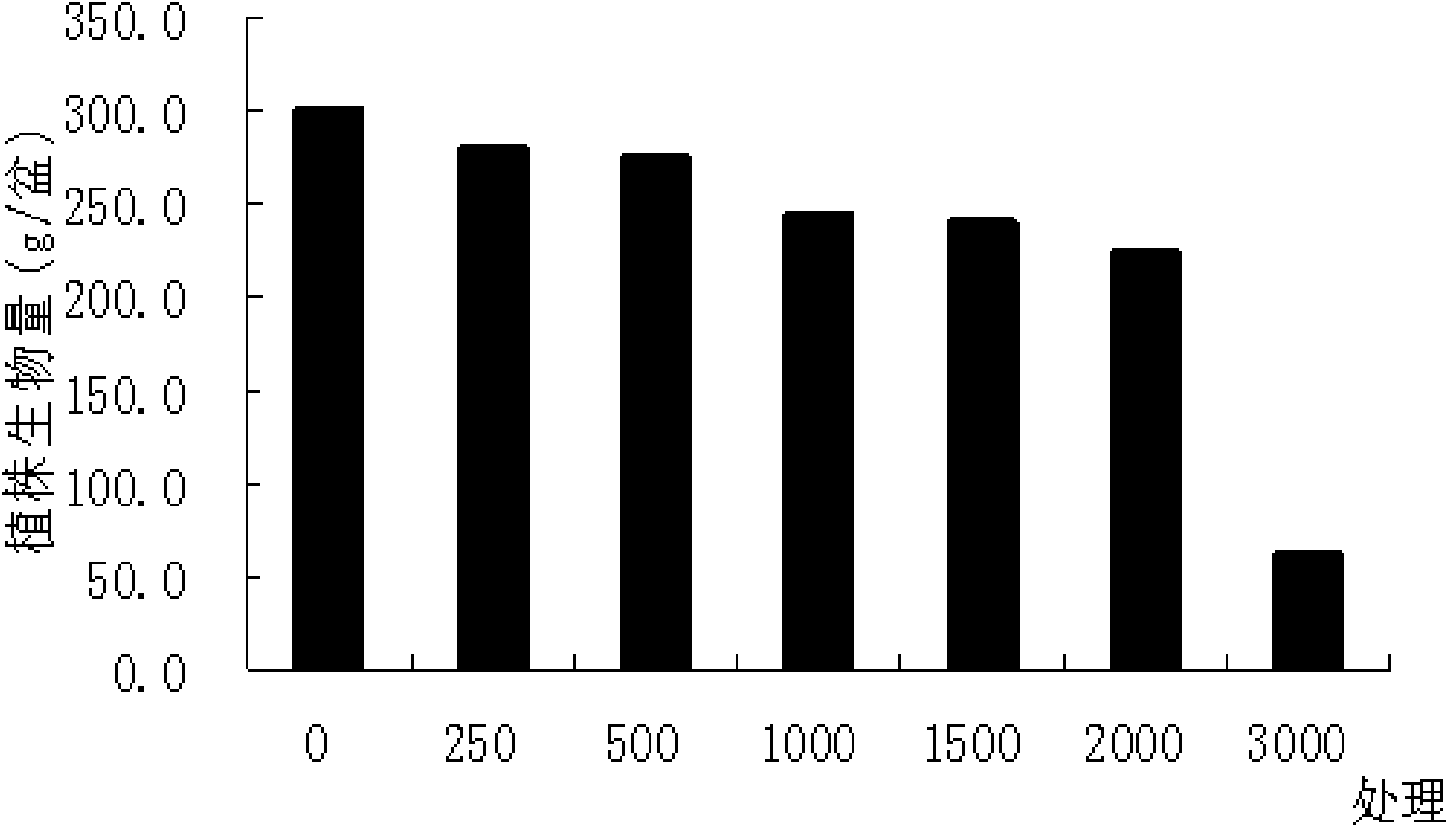 Application of houttuynia cordata in restoring lead-polluted soil