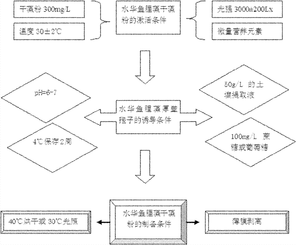 Induction technology of anabaena flosaquae chlamydospore and preparation method of dry algae powder thereof