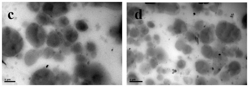Preparation of a macromolecular compatibilizer for rubber and its application in acrylate rubber/nitrile rubber alloy elastomer