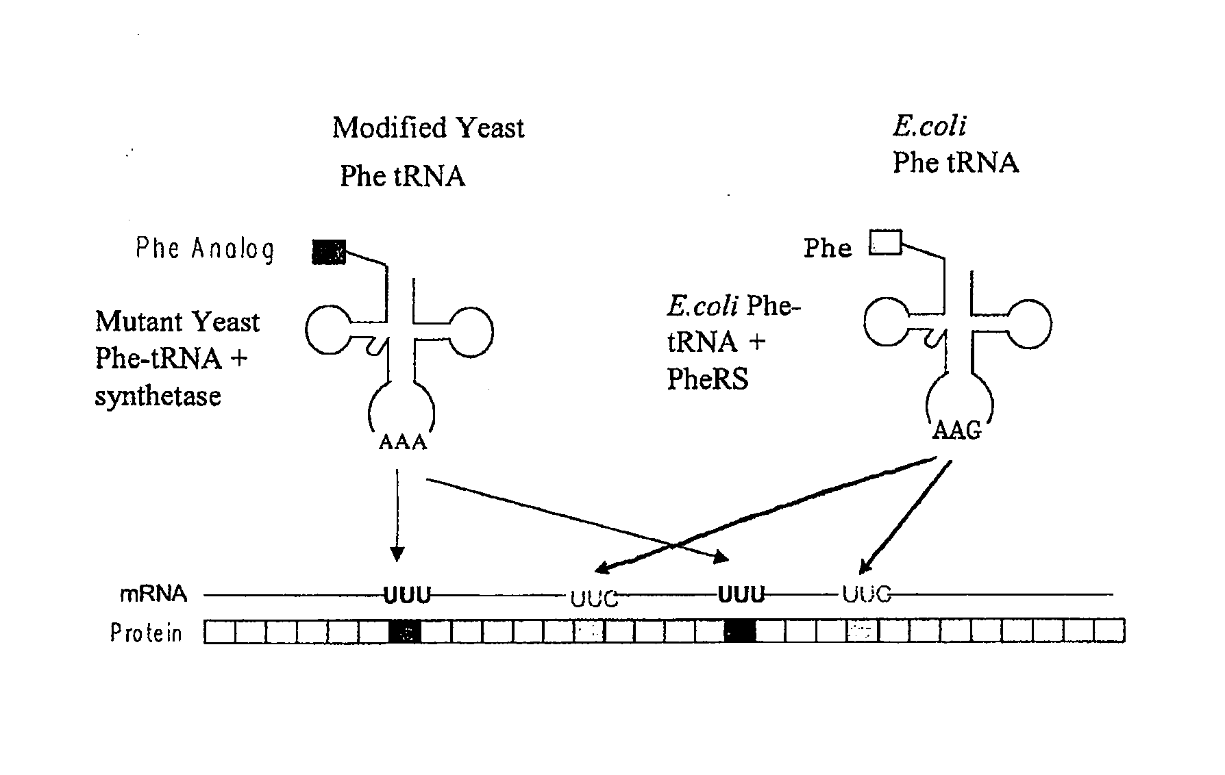 Methods of incorporating amino acid analogs into proteins