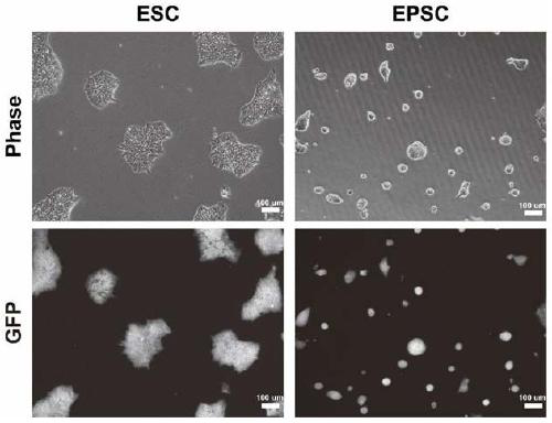 Special culture medium for converting human pluripotent stem cells into extended pluripotent stem cells, and application of special culture medium