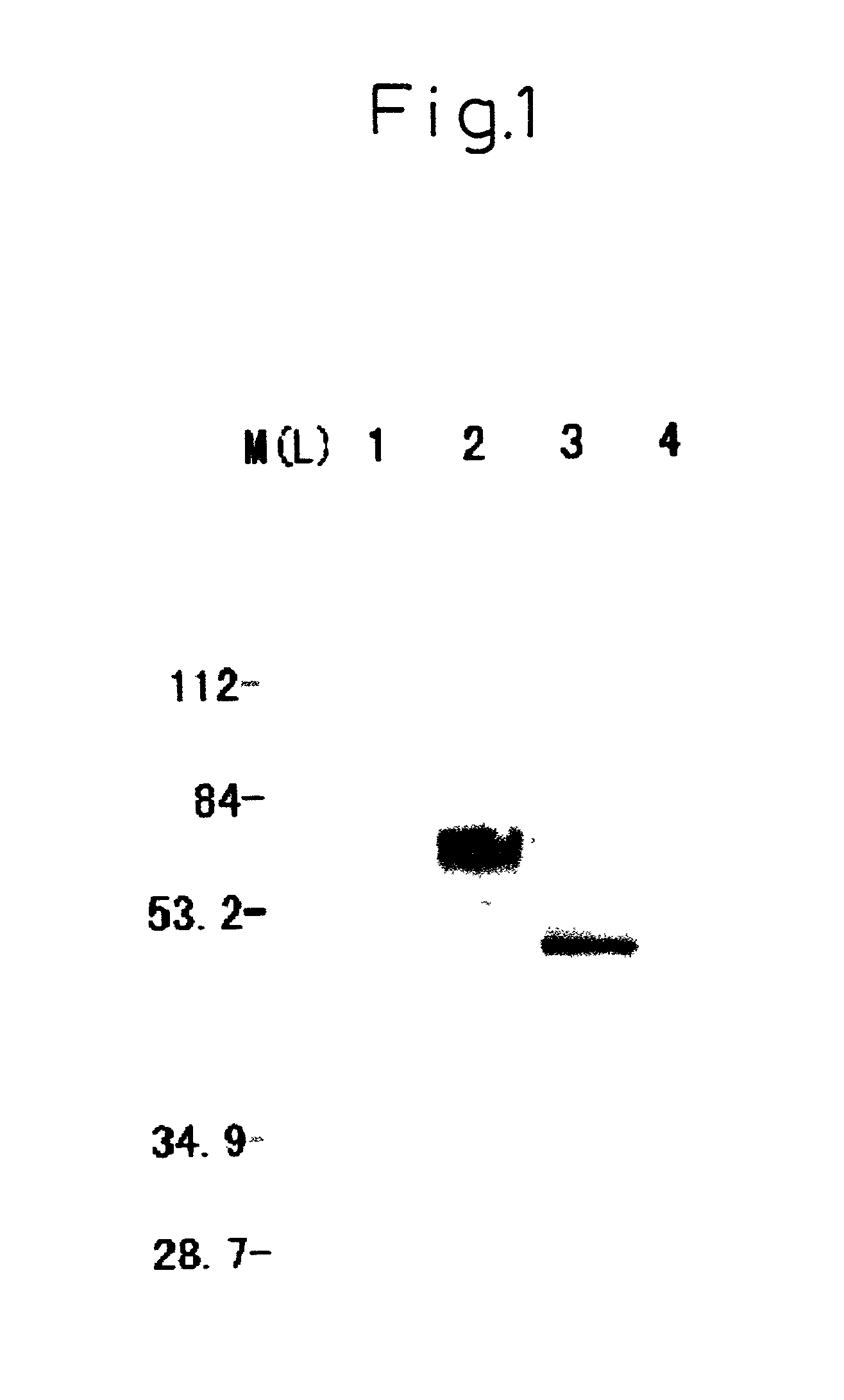 Modified DNA molecule, recombinant containing the same, and uses thereof
