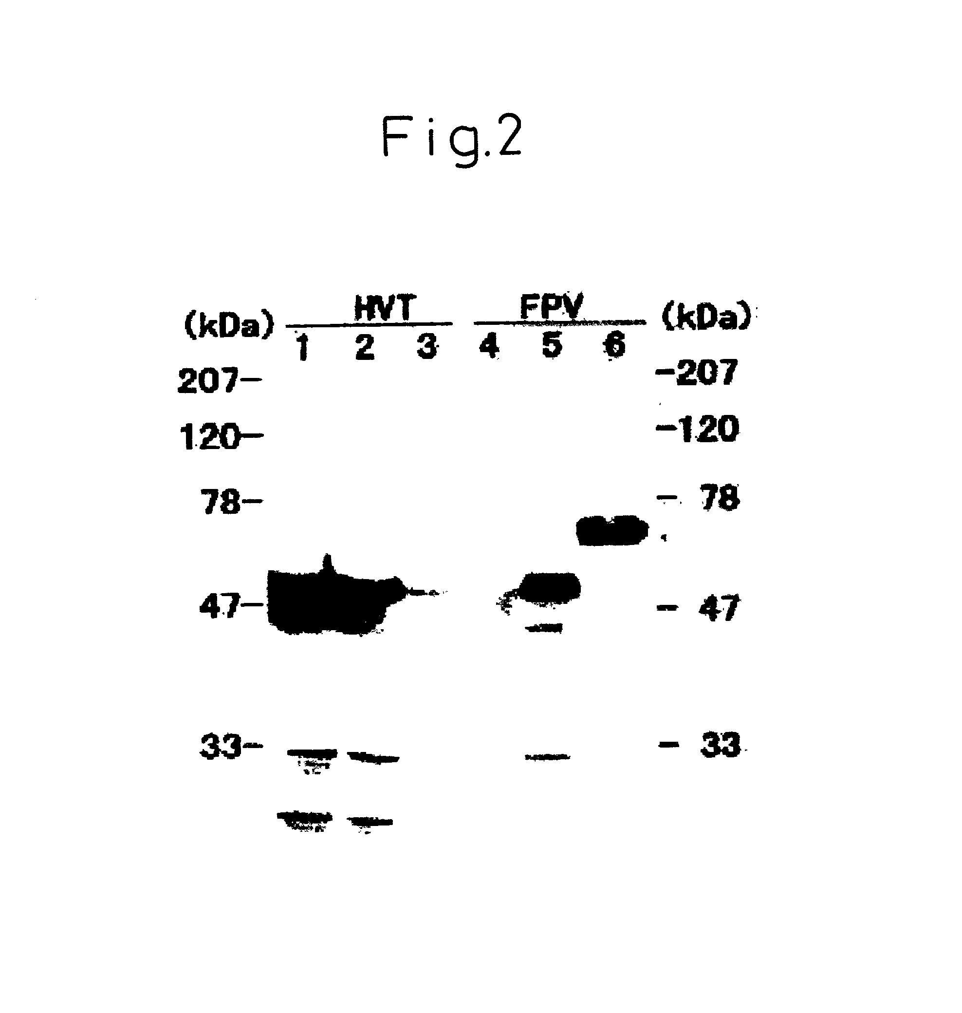 Modified DNA molecule, recombinant containing the same, and uses thereof