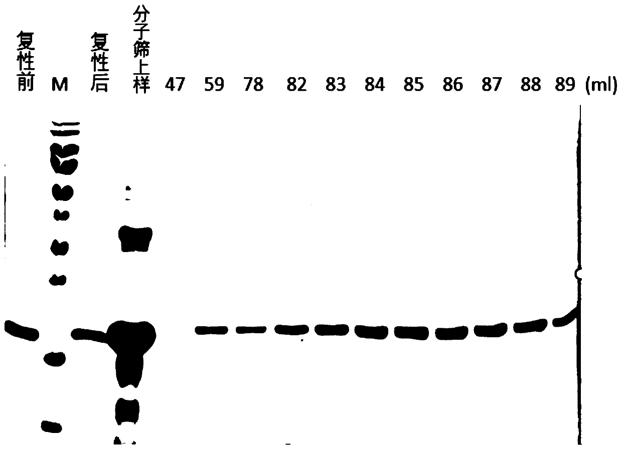 Preparation method of HBx protein derived from Hepatitis B Virus HBV