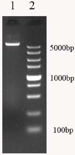 Escherichia coli heat-labile enterotoxin gene fragment and application thereof