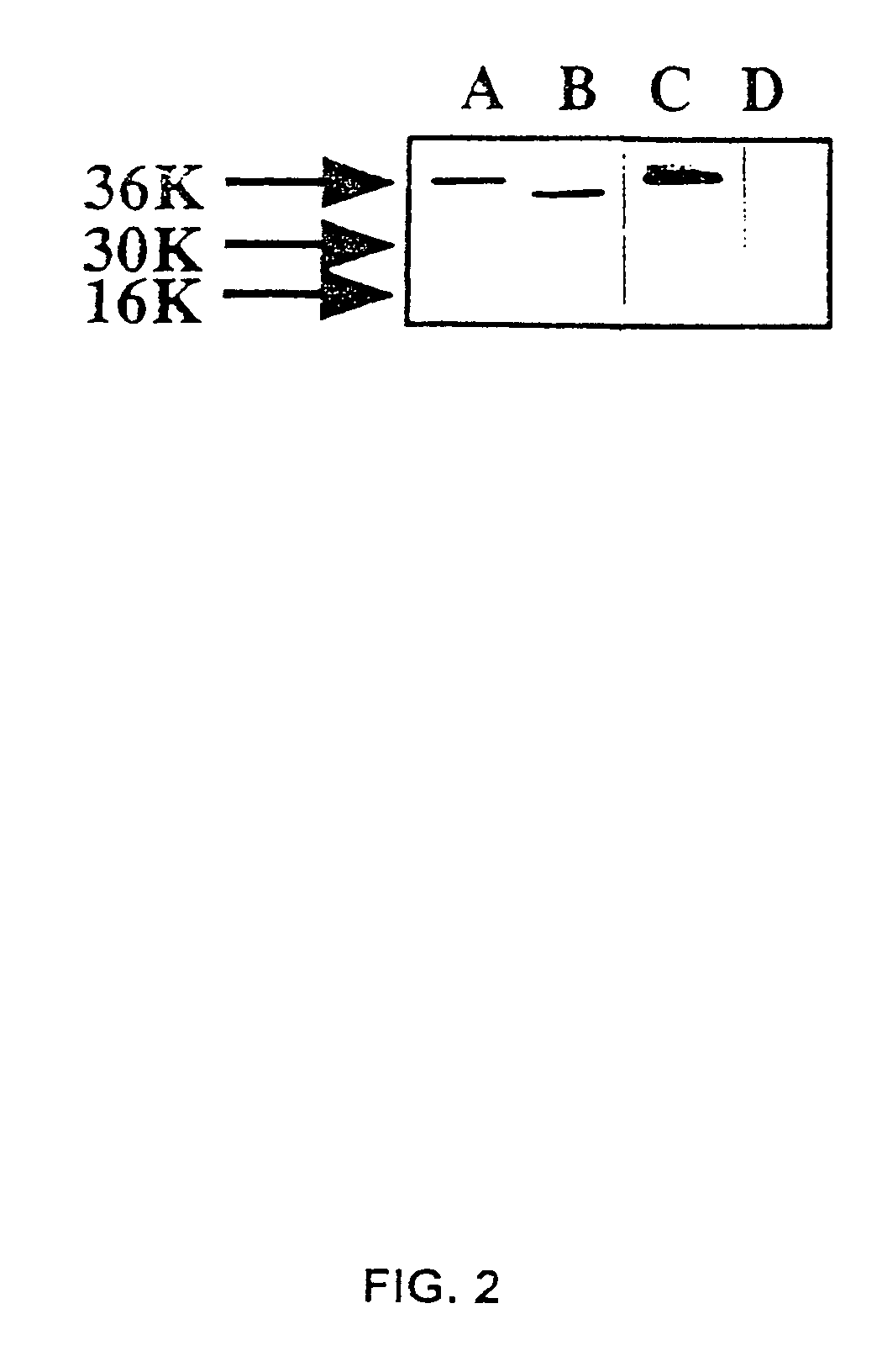 Substance P-saporin (SP-SAP) conjugates and methods of use thereof