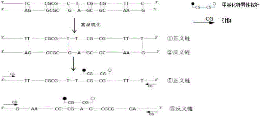 Gene methylation detection method, detection kit and application thereof