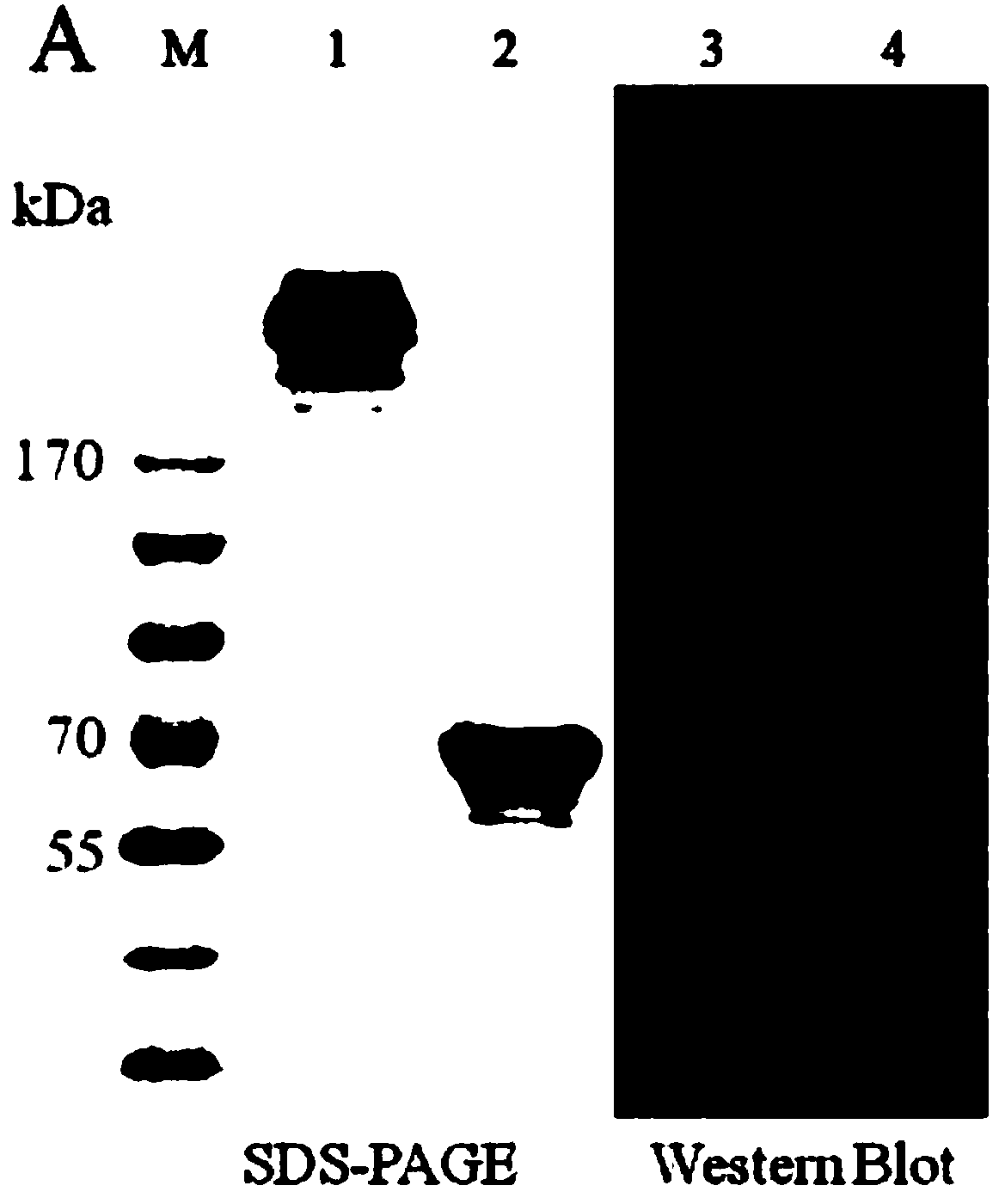 Recombinant collagen-mRNA (messenger ribonucleic acid) composite material and preparation method thereof