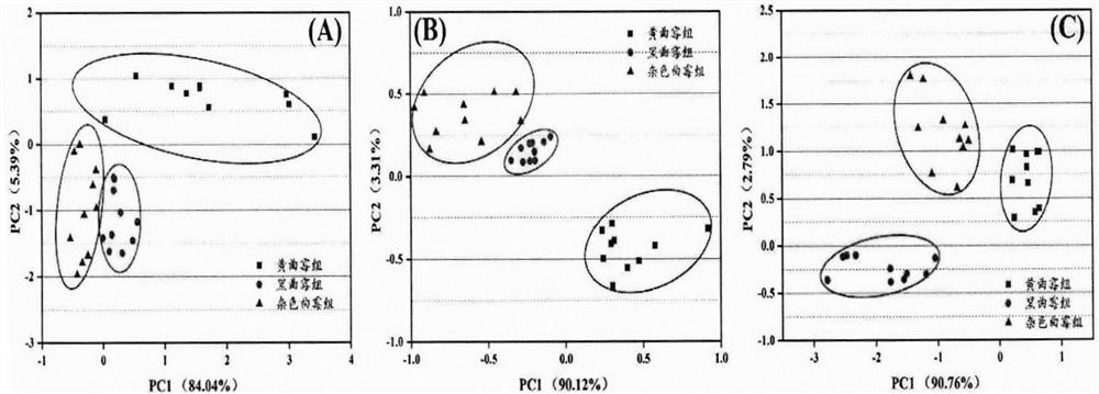 Quantitative detection method for mildewing of three types of aspergillus in rice based on hyperspectral imaging technology