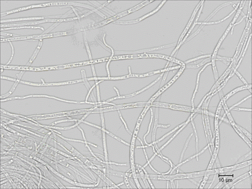 Novel fusarium fujikuroi and method for producing gibberellins A4 through fermenting fusarium fujikuroi