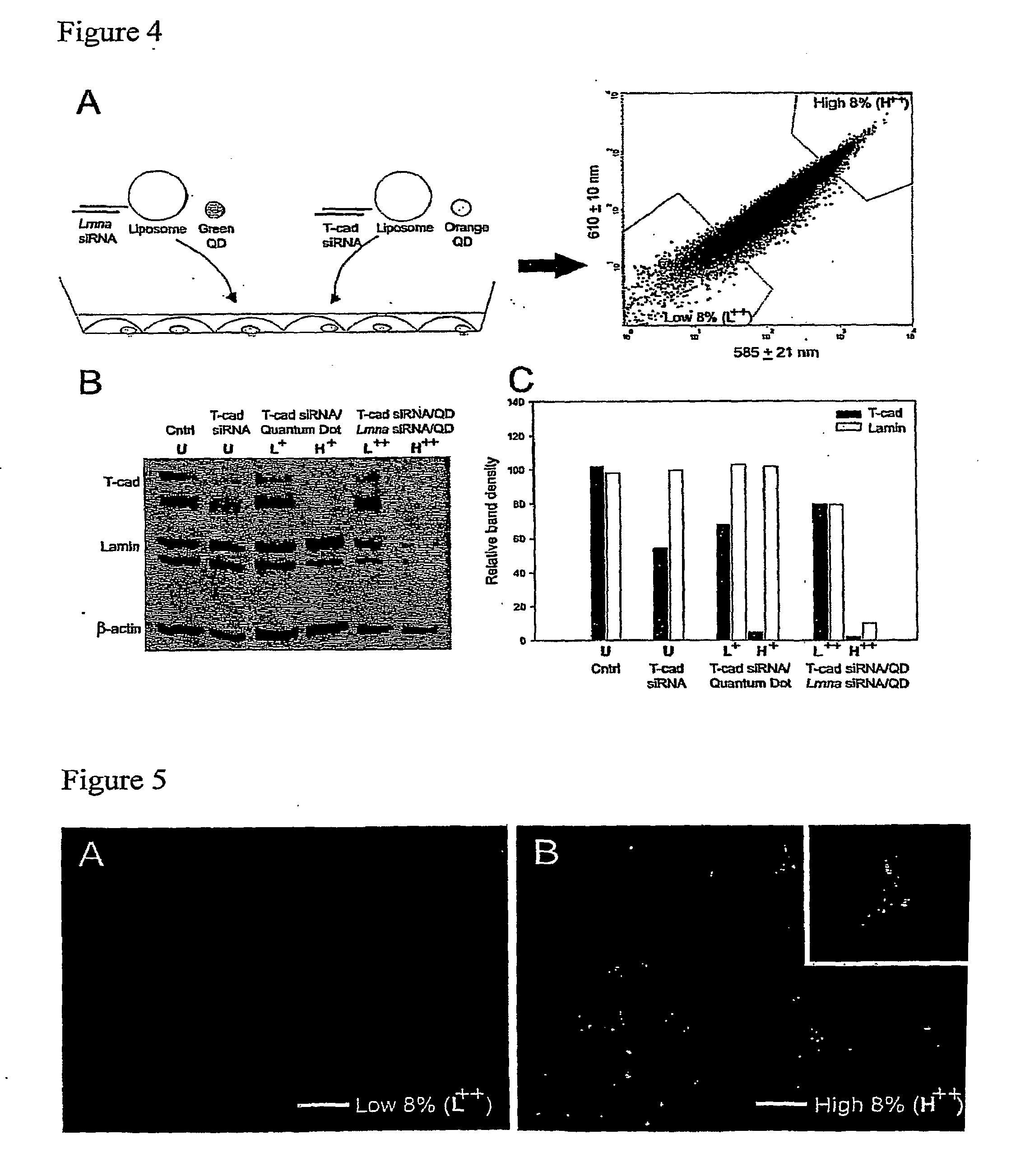 Compositions and Methods to Monitor RNA Delivery to Cells