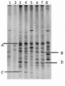 Bacteria separation method for efficiently degrading high molecular weight polycyclic aromatic hydrocarbons and application thereof