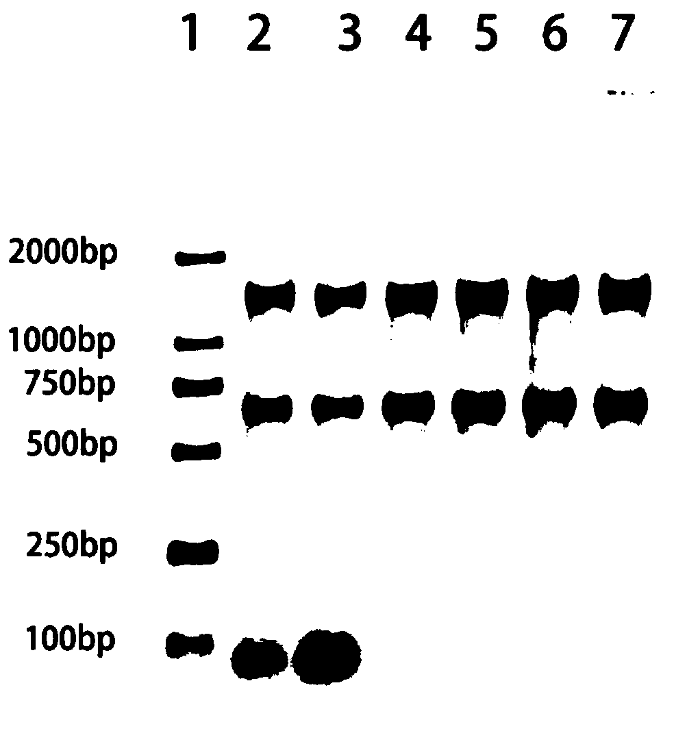 Method for rapidly and completely obtaining mRNA ribosome nascent-chain complex by using molecular sieve spin column and application of method