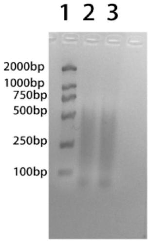 Method for rapidly and completely obtaining mRNA ribosome nascent-chain complex by using molecular sieve spin column and application of method