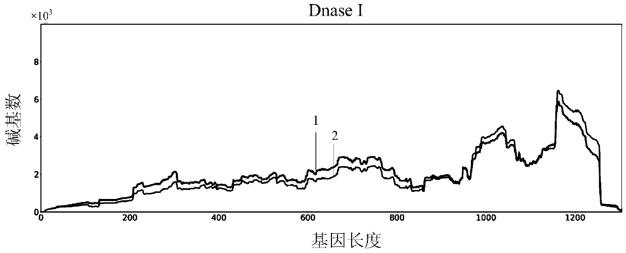 Method for rapidly and completely obtaining mRNA ribosome nascent-chain complex by using molecular sieve spin column and application of method