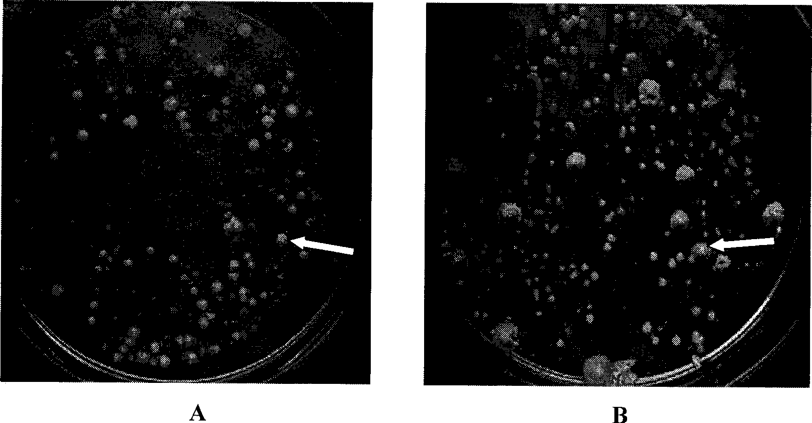 Microbial preparation prepared by fermentation of stalk hydrolysate and use thereof
