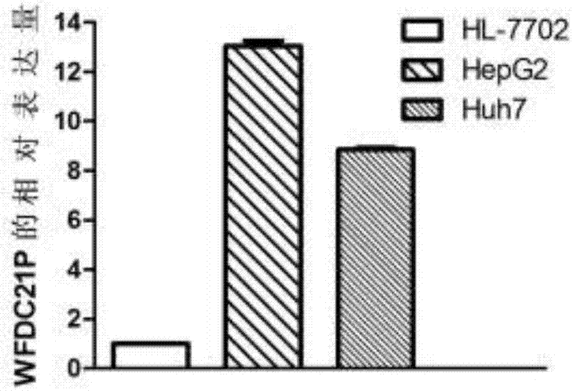 application-of-wfdc21p-in-diagnosis-and-treatment-of-liver-cancer