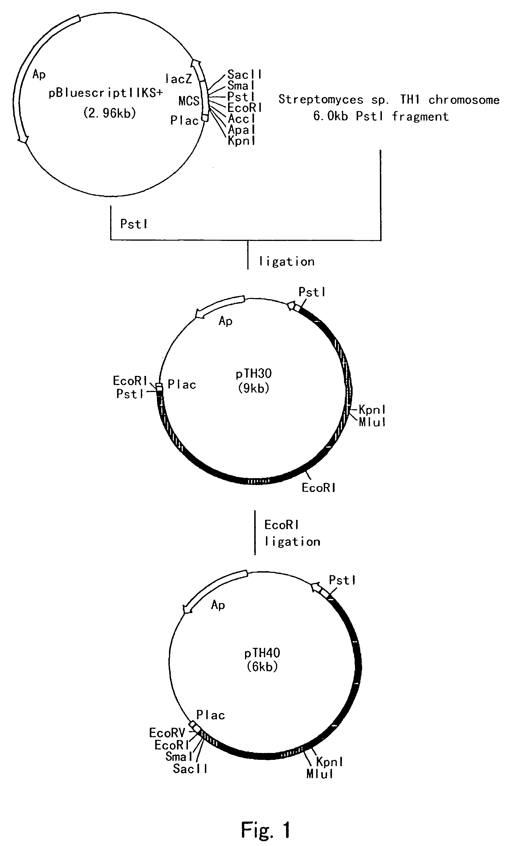 Process for producing cis-3-hydroxy-L-proline