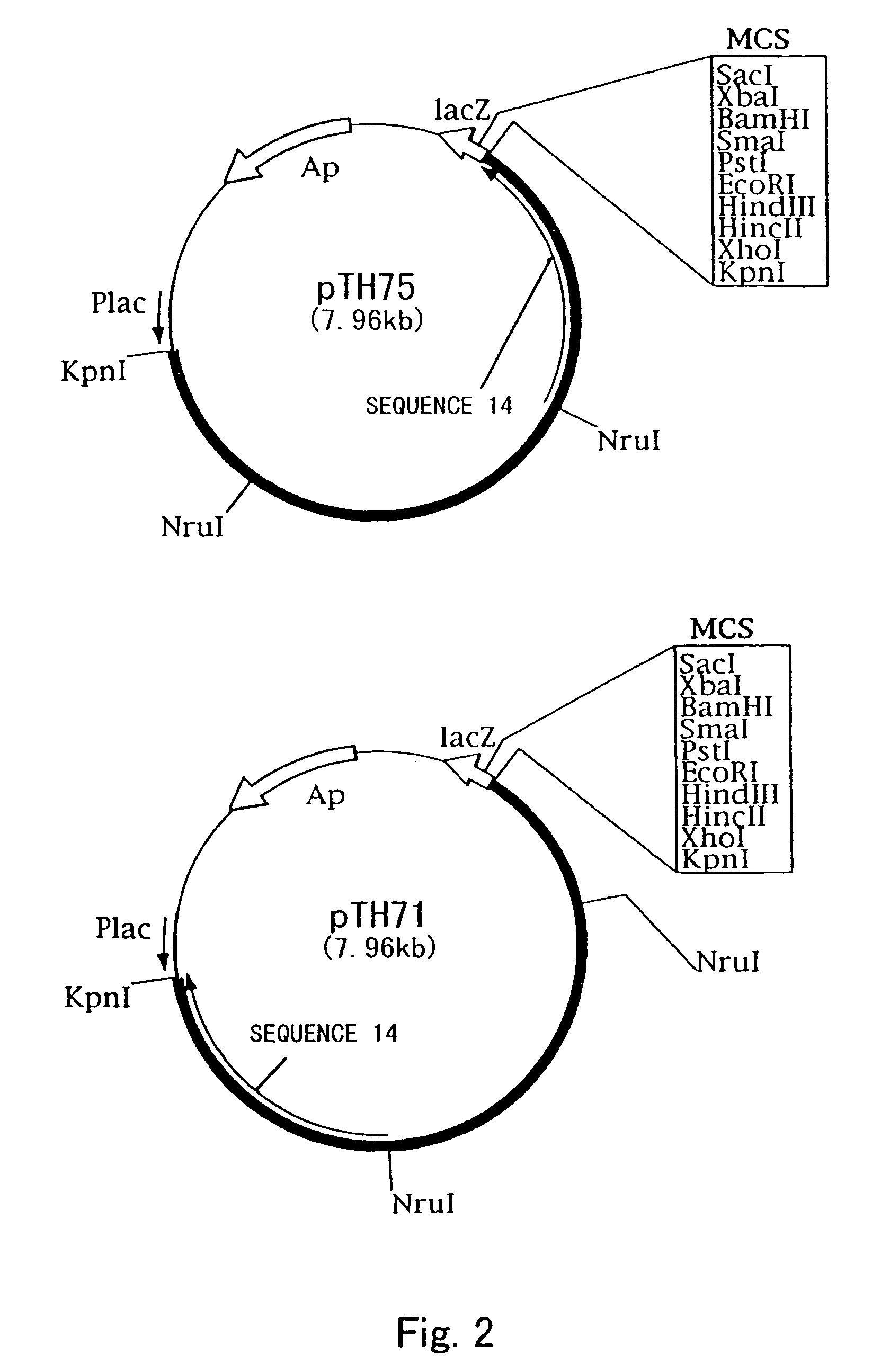 Process for producing cis-3-hydroxy-L-proline