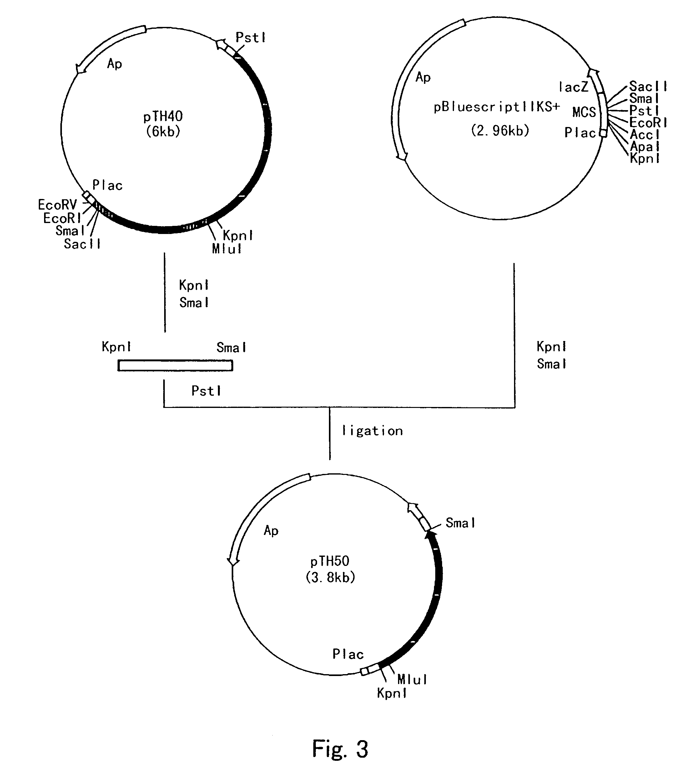 Process for producing cis-3-hydroxy-L-proline